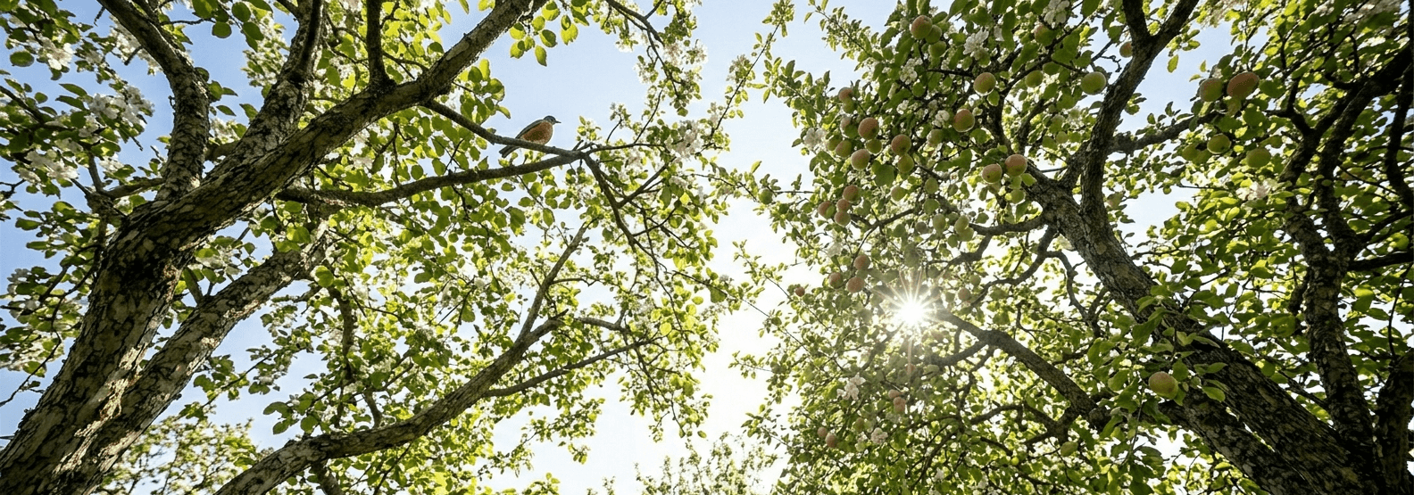 sylvothérapie ou bain de forêt
