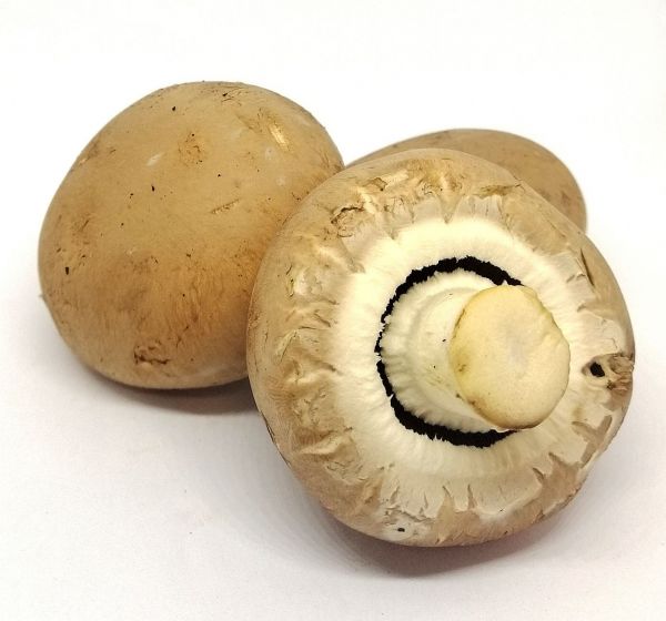 Champignons BIO* France. 13,90€/kg