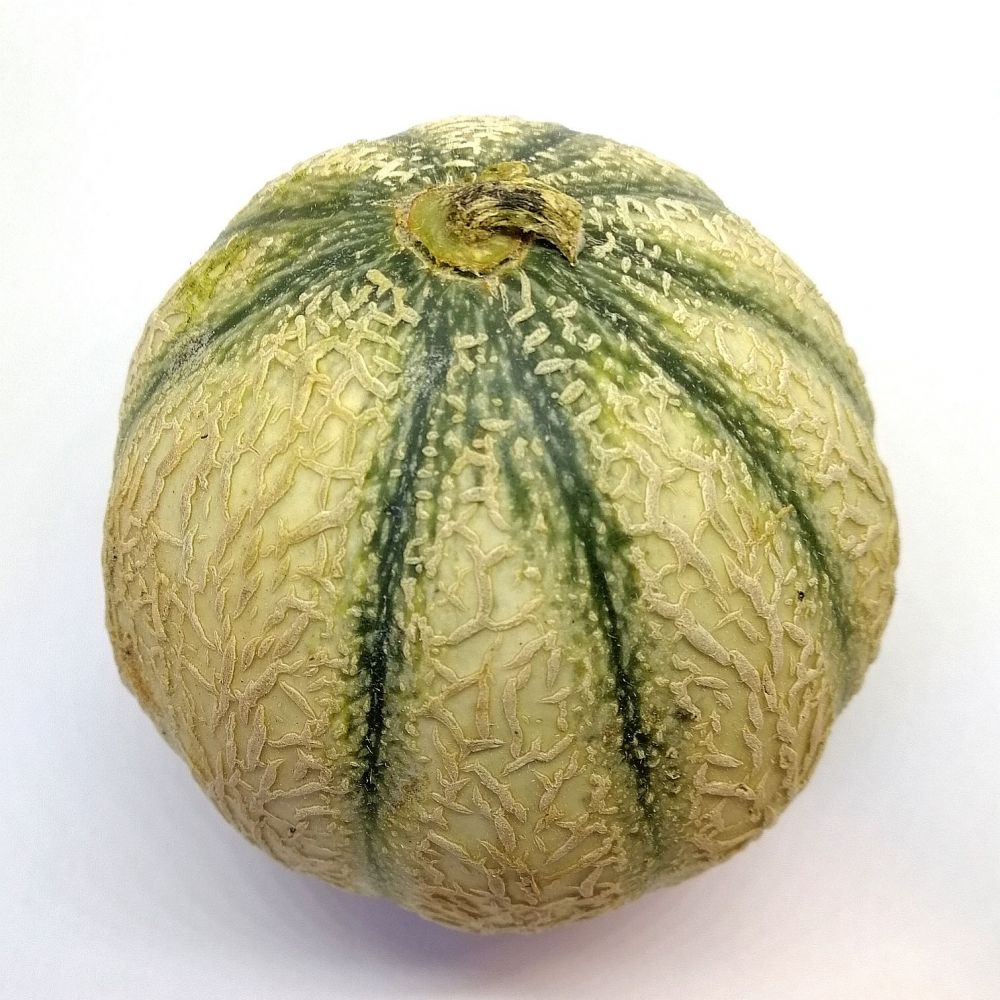 Melon Charentais BIO France
