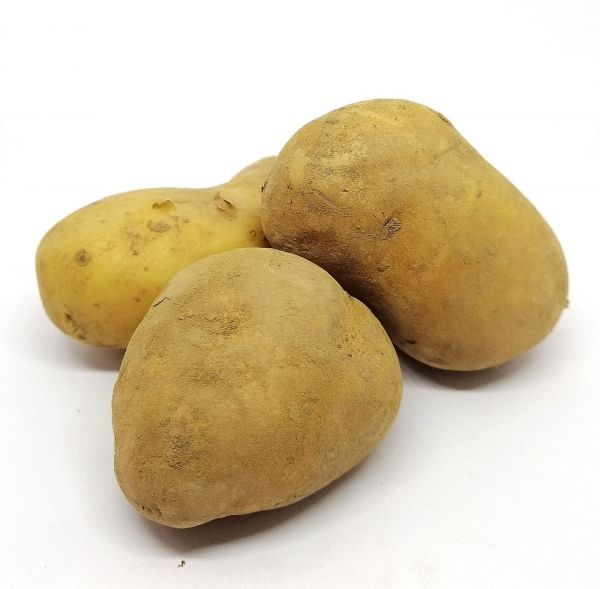 Pomme de terre à chair ferme Charlotte ou Gold Marie BIO*Manche. 2,50€/kg