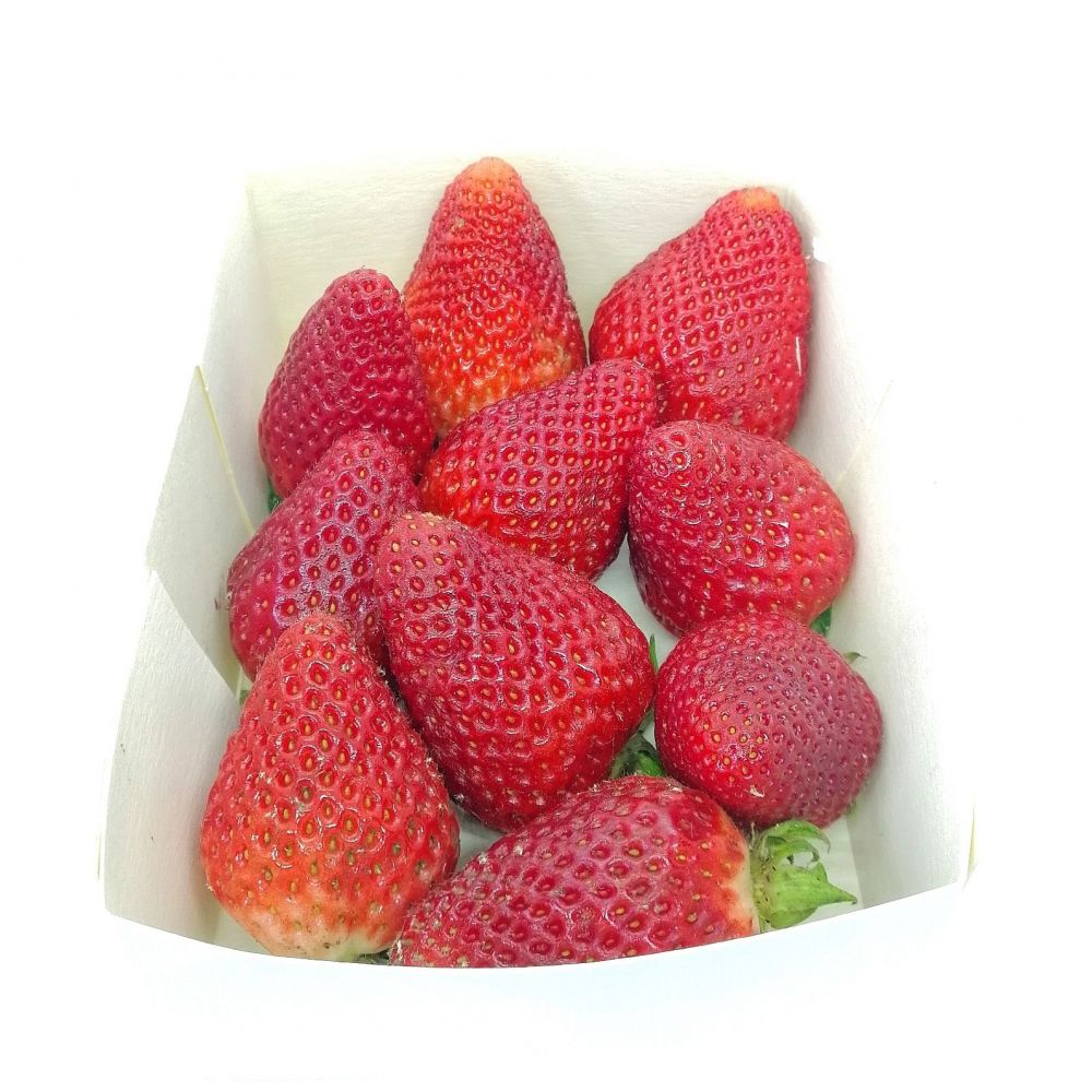 Fraises BIO* Cotentin (barquette 250g)