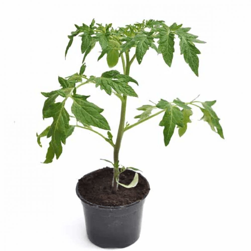 Plant tomates BIO local variétés anciennes