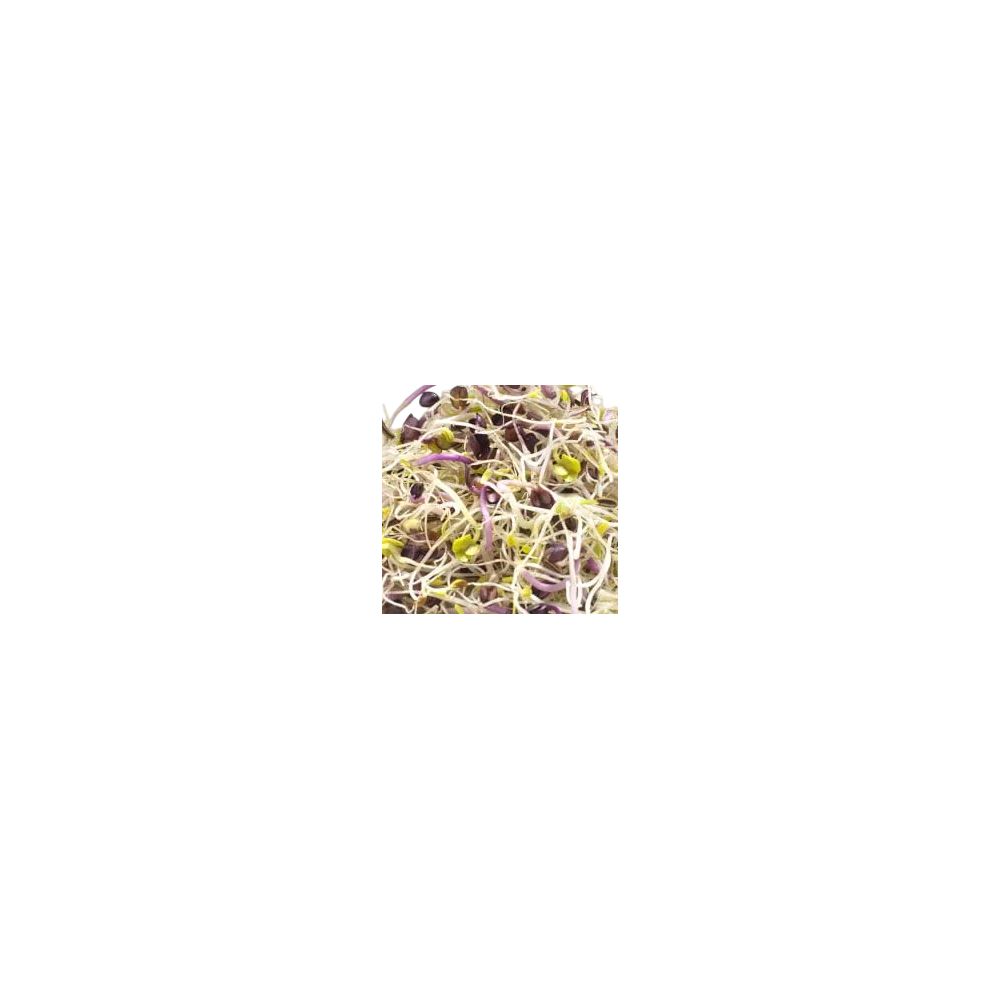 Graines à germer alfalfa-radis-fenouil BIO 150g
