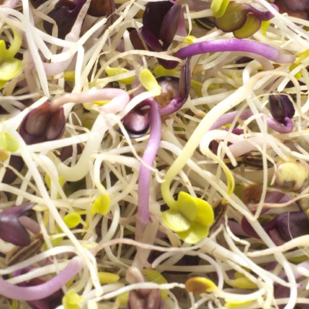Graines à germer alfalfa-cresson-chou rouge BIO 150g