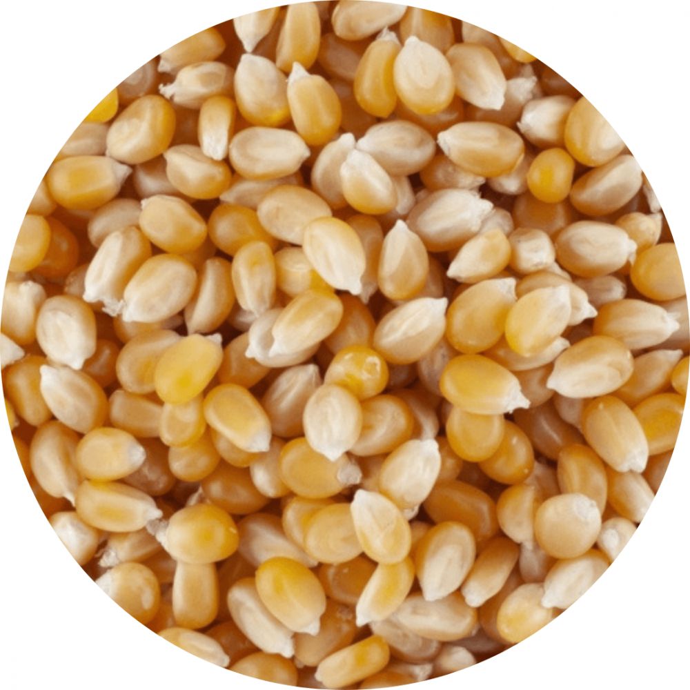 Maïs à popcorn BIO* France. 4,70€/kg