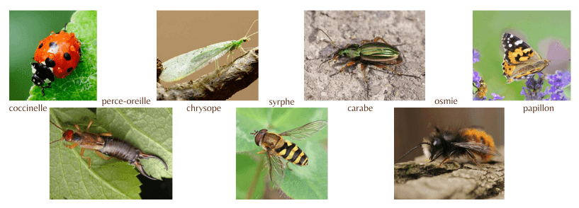 insectes auxiliaires au jardin