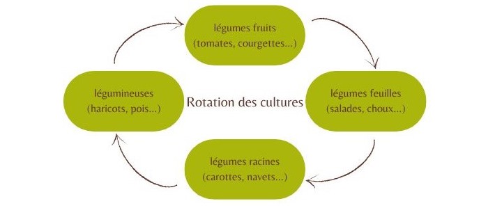 la rotation des culture aux potager