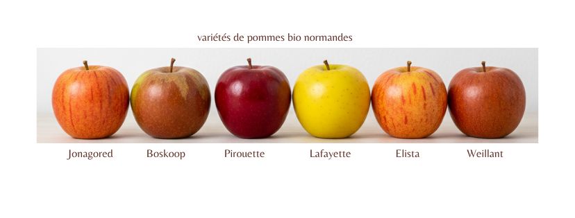Jonagored, Boskoop, Lafayette, Pirouette, Elista, Weilland et Topaz : variétés de pommes bio normandes 